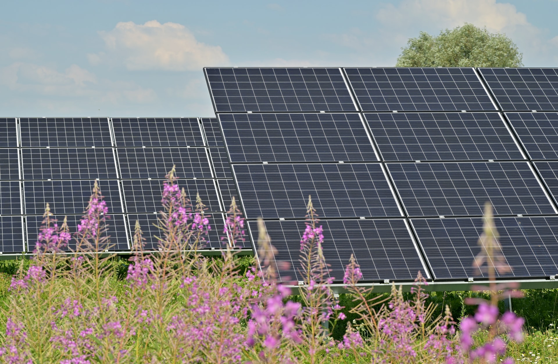 Solar panels in the field